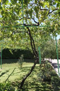 Pansion Pero Elez Medjugorje - Međugorje - 3