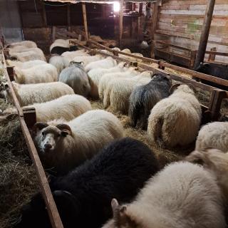 Kaldbakur Guesthouse - 7