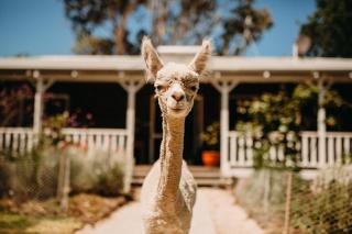 Margaret River Holiday Cottages - Margaret River - 0