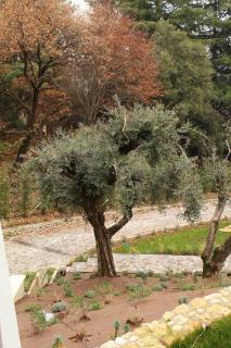 Villa Jasmine - Arcugnano - 5