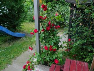 Appelboom - Garding - 2