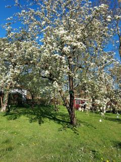 Marthas Insel - Oldenswort - 1