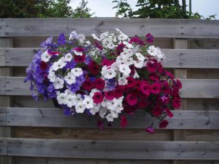 B&B Fam. Tavenier - Vrouwenpolder - 2