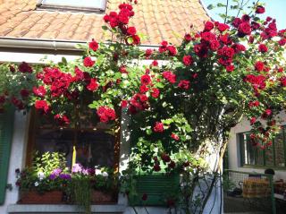 Sommer81 - Weinheim - 2