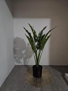 Dunrobyn Court Tempo Stay - 8