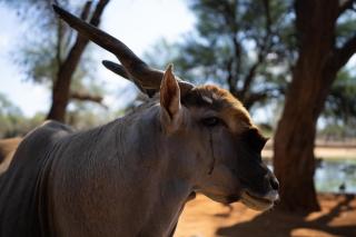 Omaruru Game Lodge - Omaruru - 5