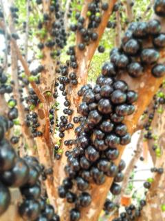 Casa das Violetas - Serra do Cipó - 9