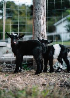 Walnut A Frame TreeHouse with Hammock on Farm and Large Community Barn - 8