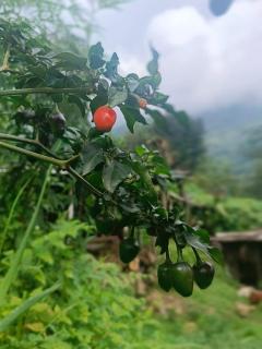 Swikriti homestay - Sombāri - 4