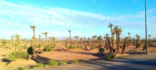 Studio l'Oasis de la Palmeraie - 1