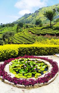 Blackcherry Munnar - 2
