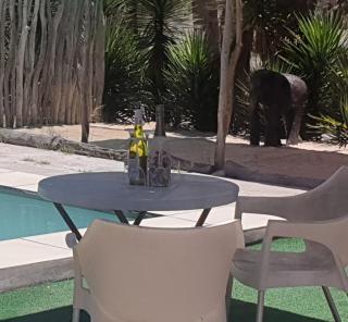 Paradise Nature Tented Camp - 2