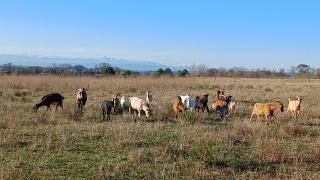 Domaine de la Matte - 2