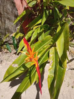 Mami Wata Casa de Praia - 2