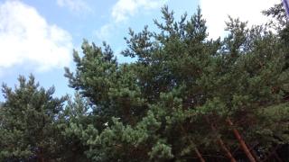A.V. namai - Palanga - 8