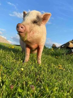 Bourbon Trail Cabin on the Farm - 8