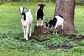 Bourbon Trail: Caboose on the Farm - 5