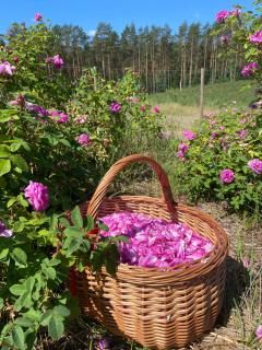 Różana Zagroda Agroturystyka - 6