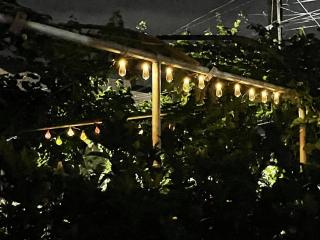 House of greenery - Koetaisi - 6