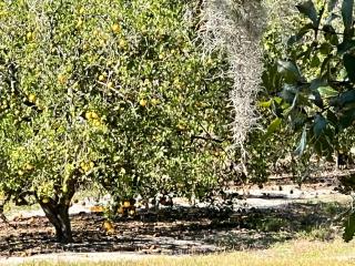 The Lake Alfred Citruswood Cabin - 2