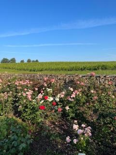 Chateau Carbonneau - 5