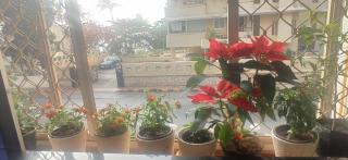 SEAVIEW Room Bandra W Nr Taj Indian WOMEN ONLY - 1