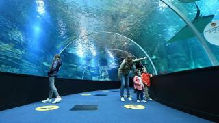 La Ptit Sophie - Conciergerie Leroy - Boulogne-sur-Mer - 2