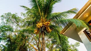 Casa tropical - Fabulous tropical house - Tamarindo - 7