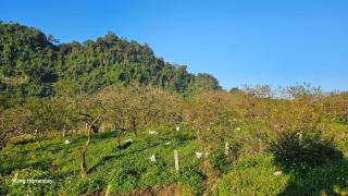 Vừng Homestay - Mộc Châu - Mộc Châu - 8
