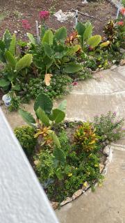 Cool Breeze Suites - - 0