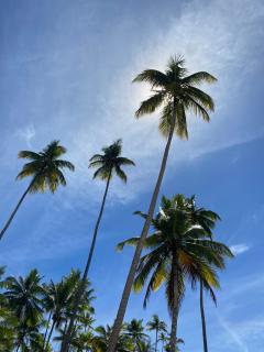 Sítio Casa Vida Nova - 8