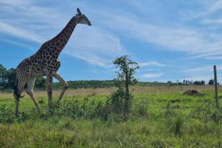 Rocky Valley Game Lodge - Cleland - 5