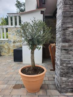 Vila Marija - Rab - 5