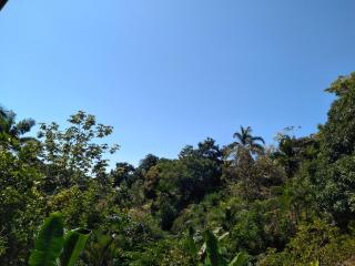 Cabinas fave - Uvita - 2