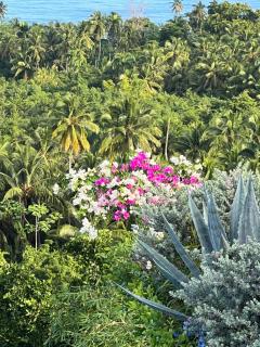 Piece of Paradise - Las Terrenas - 3