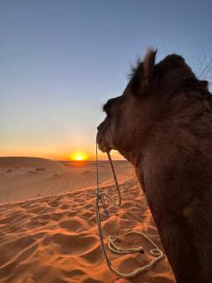 royal sunrise camp - Merzouga - 7