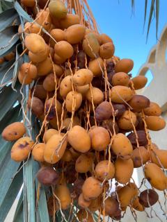 WAFLA - Siwa - 4