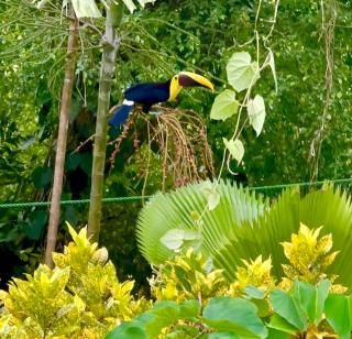 Jungle Beach Hotel Manuel Antonio - 4