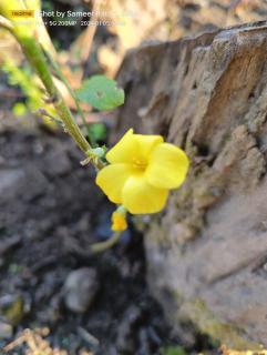 Wild Retreat Yamkeshwar (unit of GMVN) - 6