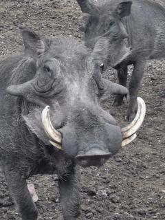 KrugerSafariEco Lodge - Marloth Park - 1