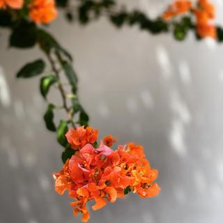 The Killians Boutique Hotel - Kochi - 1