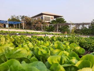 Niramitsook Farm Stay Khao Yai บ้านไร่นิรามิสสุข ฟาร์มสเตย์ ปากช่อง เขาใหญ่ - Ban Wang Sai - 5