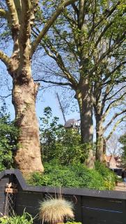 Tiny House Tholen - 2