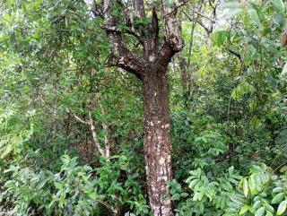 Tapuio Park Hotel - Cavalcante - 3