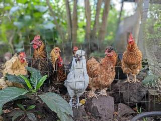 Eco-Farm Self-Contained Studio - Pahoa - 5
