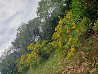 Littleduck bungalow Koh Chang Ranong - 6