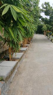 Serene Blossom Valley - 5