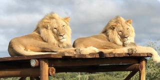 Weltevreden Game Lodge - Bloemfontein - 6