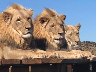 Weltevreden Game Lodge - Bloemfontein - 7