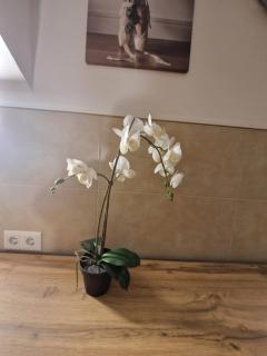 Gent Apt - Vienna - 9